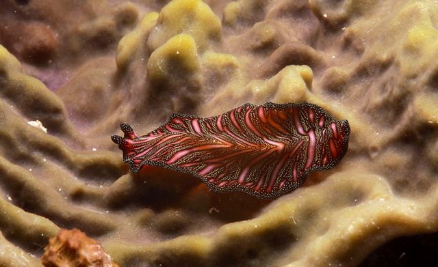 sps哪家更实用,sps怎么操作