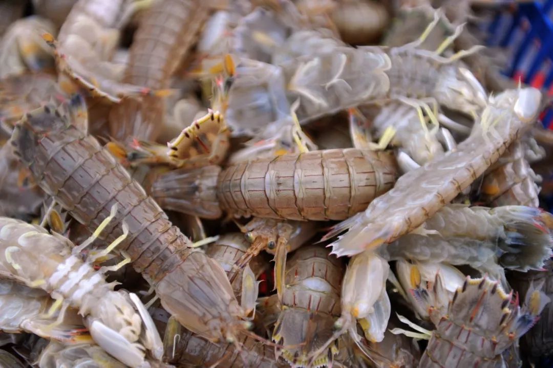 吃过广东濑尿虾，你就再也看不起小龙虾