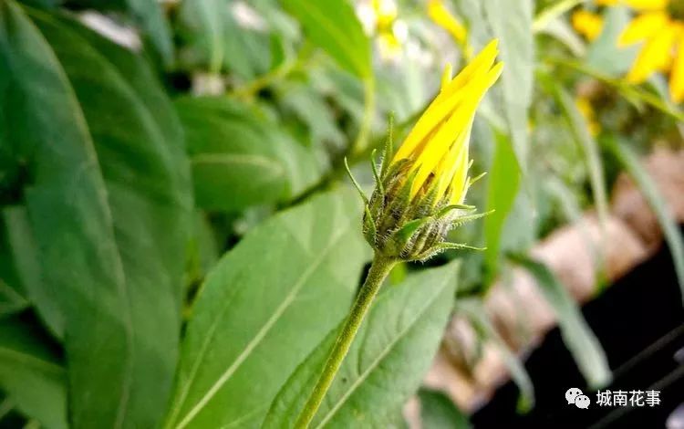 洋姜丨留住童年的味道