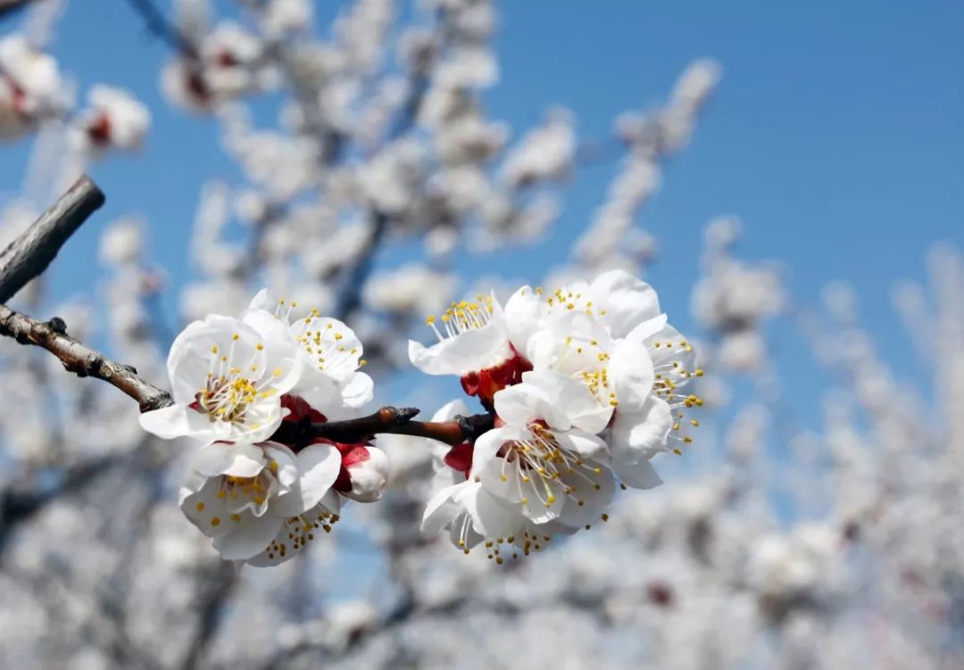10首春天的诗带你游览大好春光,春天适合踏青的诗句