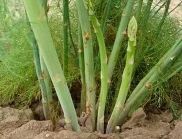 大众蔬菜,最暴利的4种蔬菜