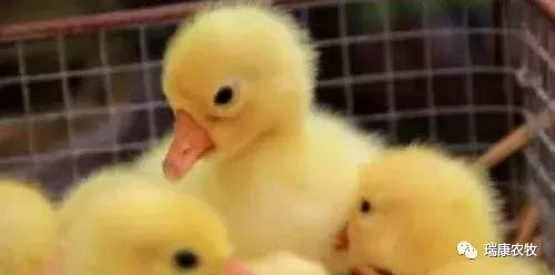 小鹅呼吸道的治疗方法,鹅出现腿瘸腿软怎么办
