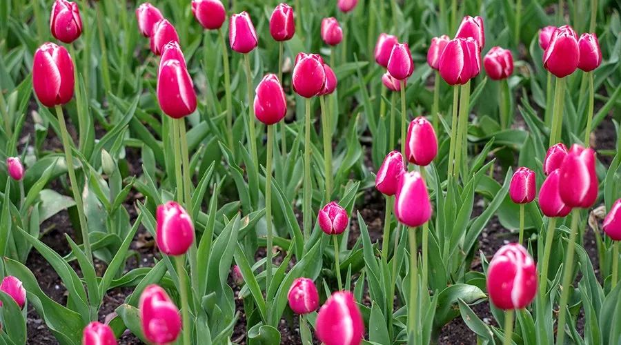 欧洲炒作郁金香,荷兰人炒作郁金香事件