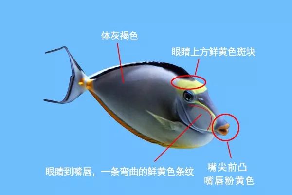 鱼撞脸的搞笑瞬间,鱼撞脸视频大全