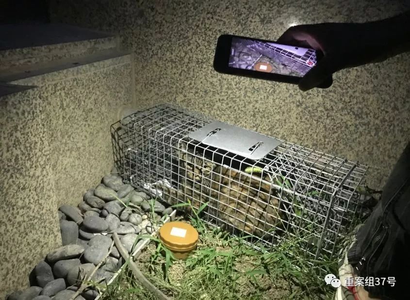 宠物“侦探”：摸透了猫狗习性，也看到了复杂人性