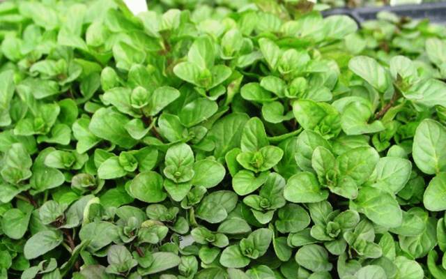 绿薄荷可以调什么饮品,薄荷怎么调制饮品