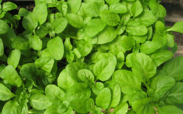 绿薄荷可以调什么饮品,薄荷怎么调制饮品