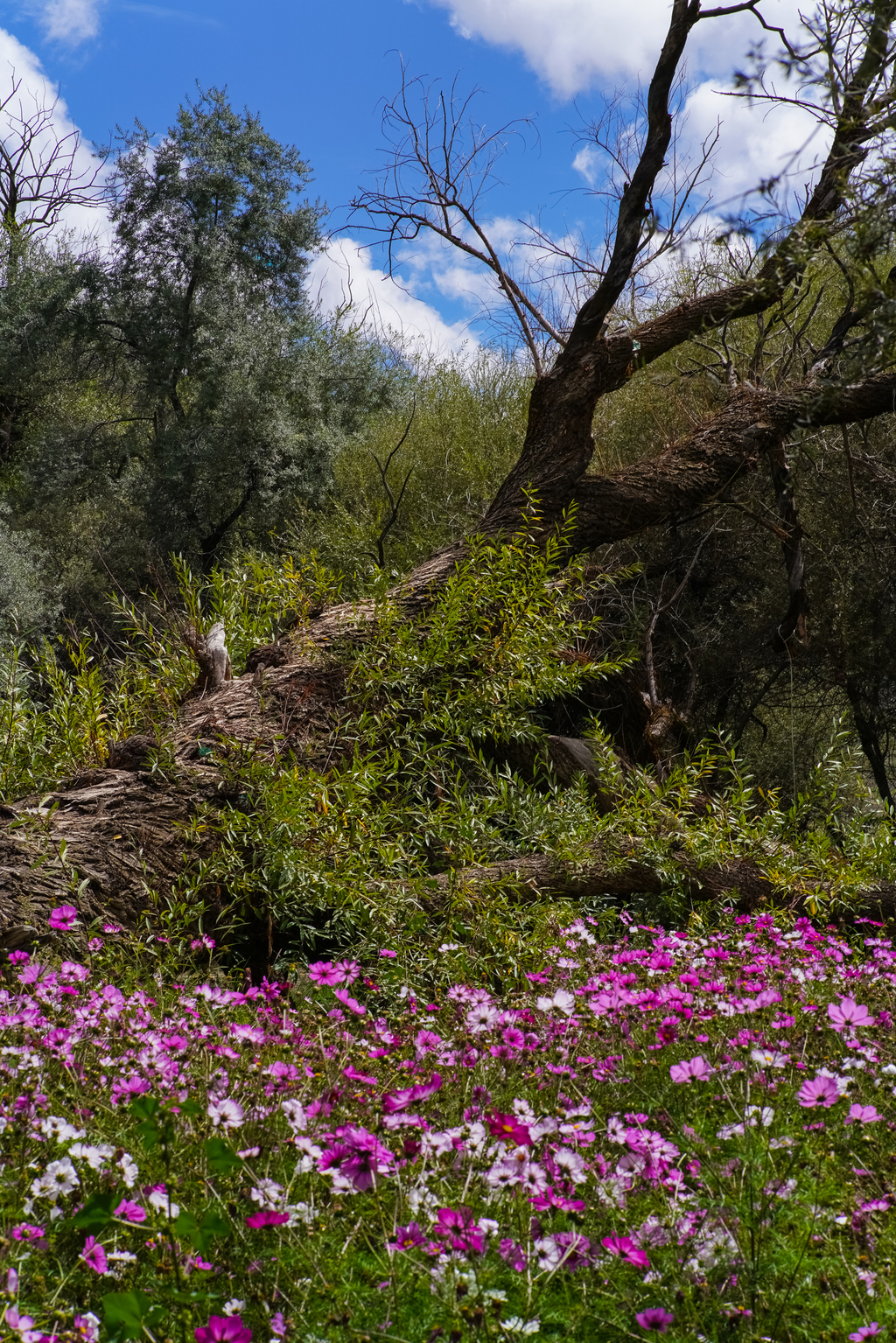 尼康佳能宾得全幅相机比拼,尼康索尼佳能50mm1.2镜头对比