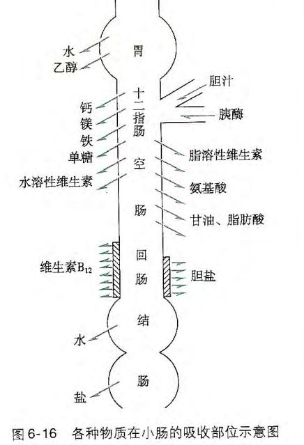 胶原蛋白美白丸葡萄籽,胶原蛋白肽美白丸副作用
