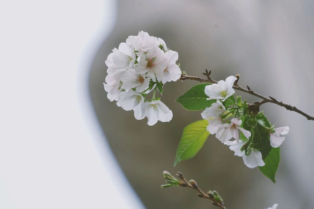 武大樱花近期视频,武大樱花今天有人去了吗