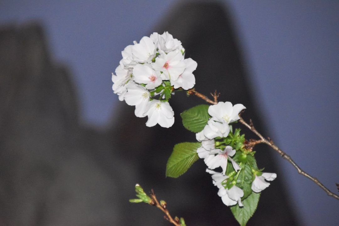 武大樱花近期视频,武大樱花今天有人去了吗