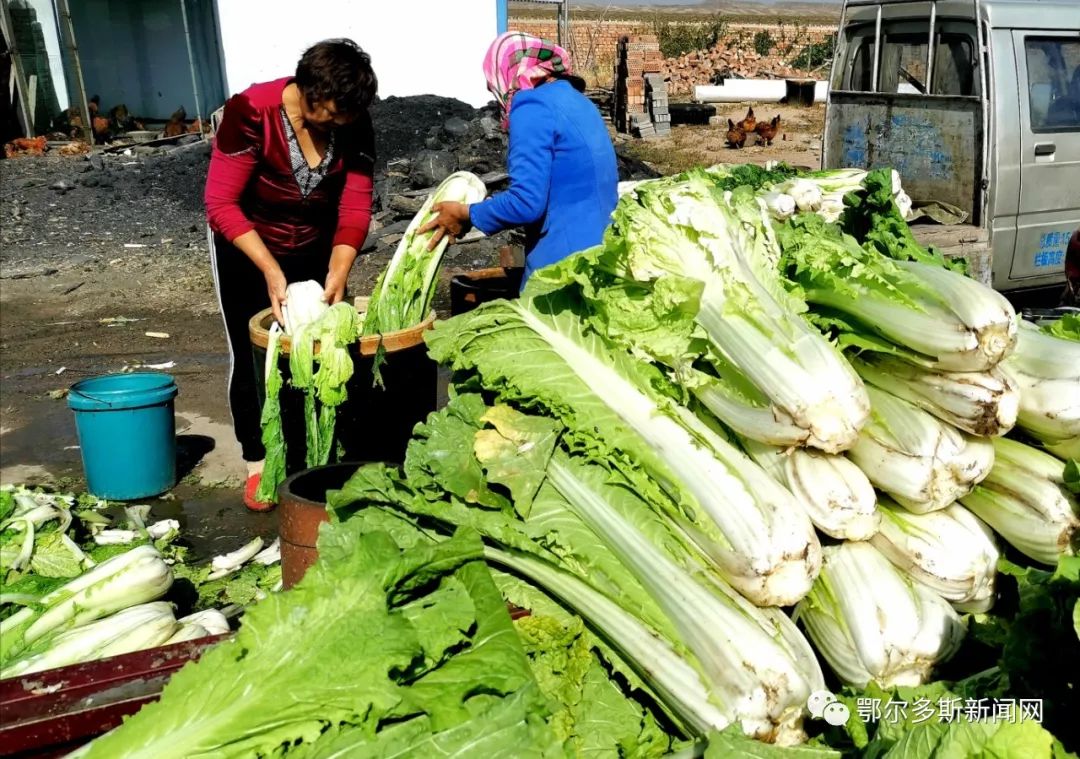 又到腌酸菜的季节,又到腌酸菜的时候