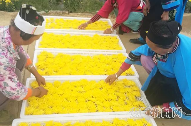 安顺平坝区白云镇花柱村金丝皇菊,平坝花柱村金丝皇菊开出致富花