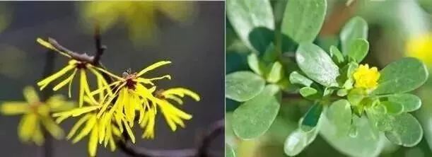 拒绝草莓鼻夹子夹出粉刺,拒绝草莓鼻毛孔粗大