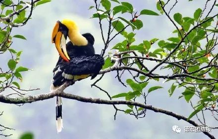 有种美叫德宏的美,有一种美叫丽江