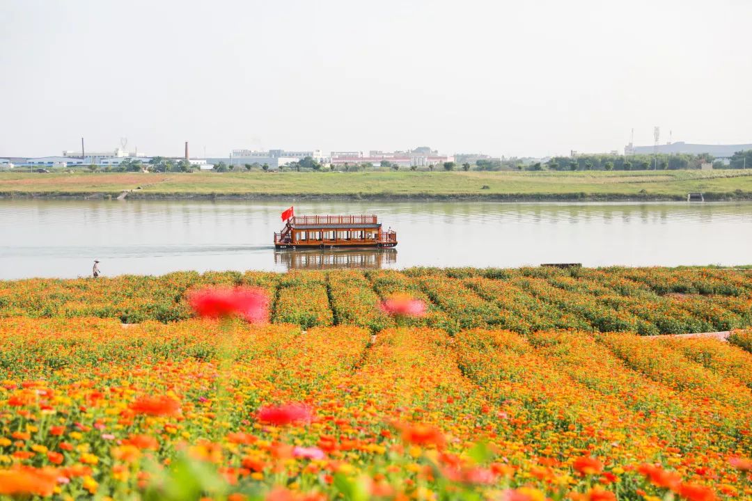 满城尽带黄金甲!在佛山,就能感受秋日童话的浪漫