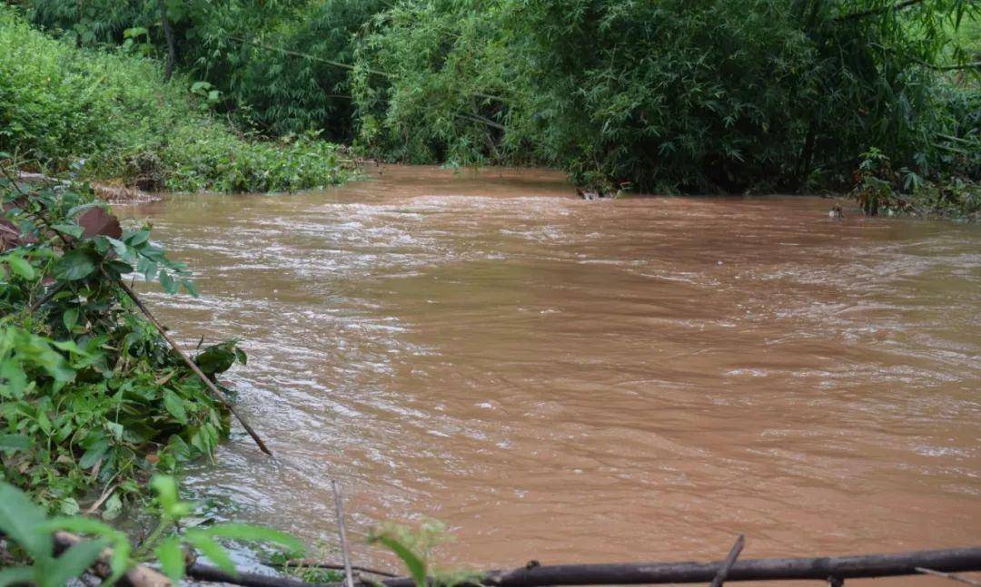 竹子的优点有哪些,竹子很有营养吗