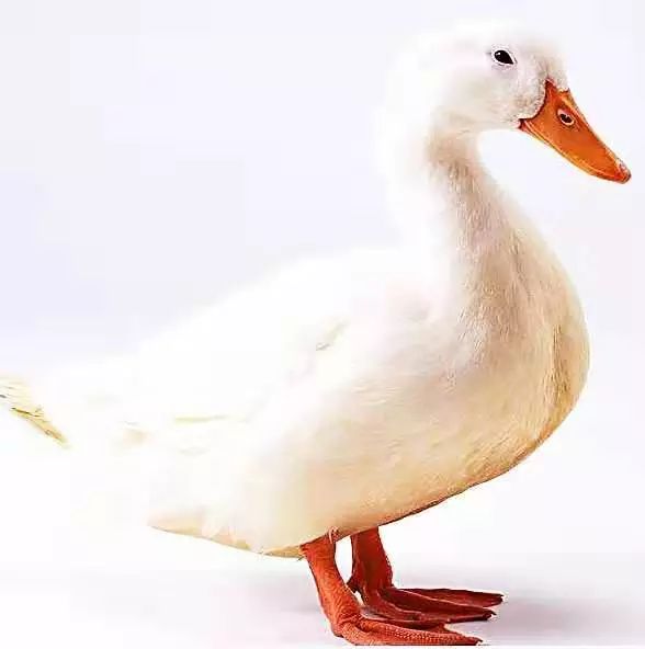 「食疗药膳」金银长生老鸭汤，味道鲜香可口，汤性平和滋润，能健脾益气、养胃生津、补益肺肾、化痰止咳