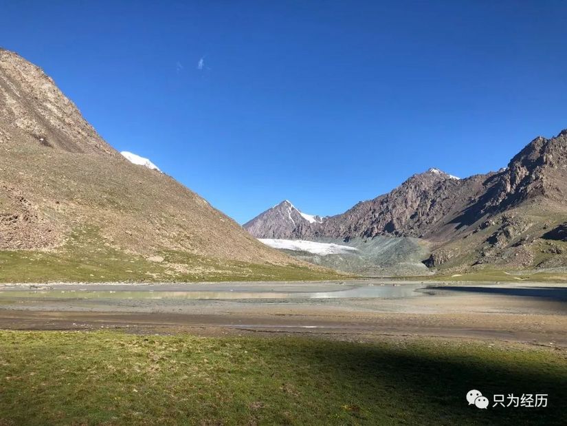 博格达雪莲,博格达天山雪莲