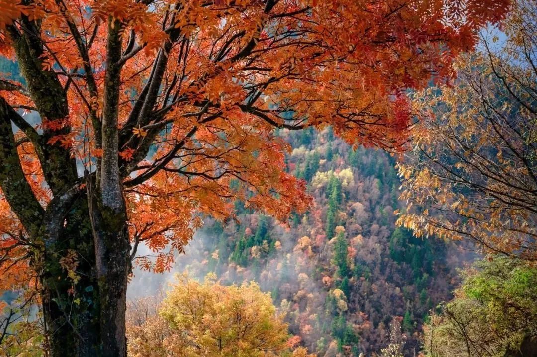 秋天的川西彩林,川西彩林最佳观赏地点