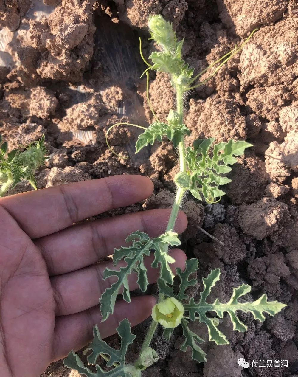 土壤盐碱化原因危害和措施,造成土壤酸碱性的原因