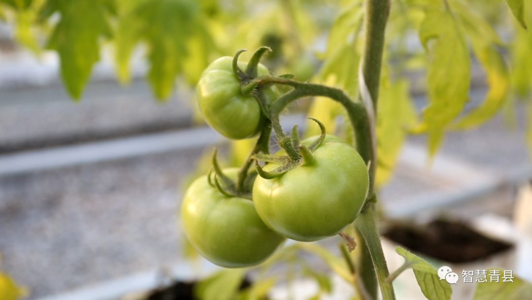 青县集会,2019沧州旅发大会