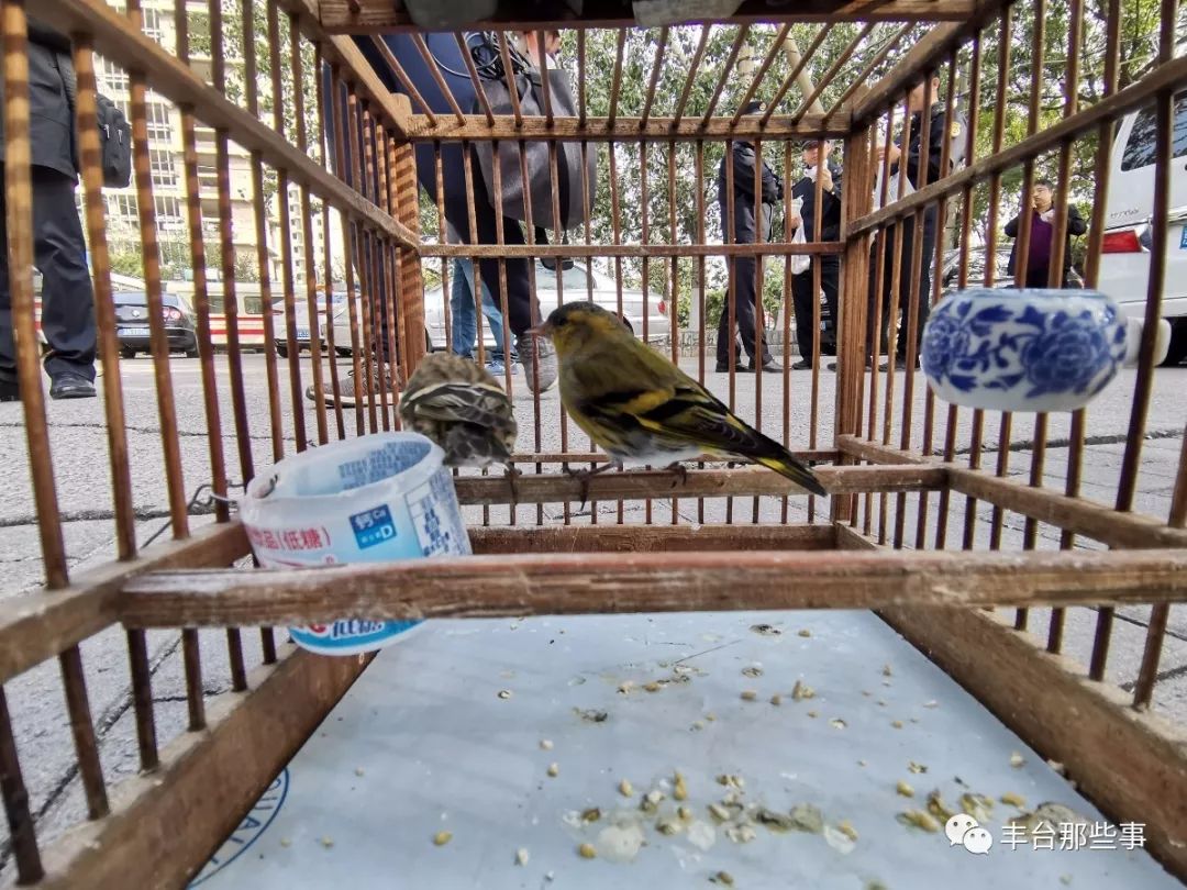 别跑！丰台这条路上买卖野生鸟的，今天被逮个现行