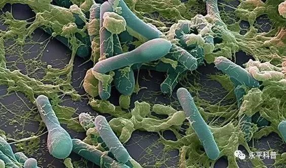 肉毒梭菌食物中毒的防治措施,预防野生菌中毒安全教育文字