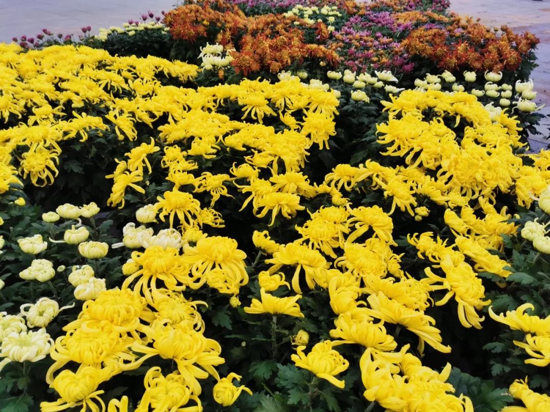 黄石赏菊,黄石哪里可以赏菊