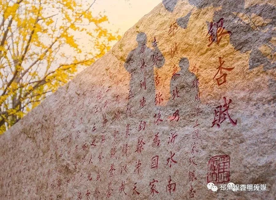 邳州银杏天下第一,邳州赏银杏树叶