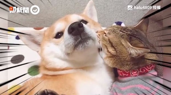 别碰我的柴！喵「种草莓」示主权