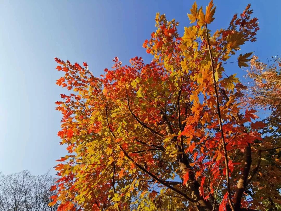 婺源篁岭晒秋什么最好看,婺源秋色正浓石城枫叶渐显红