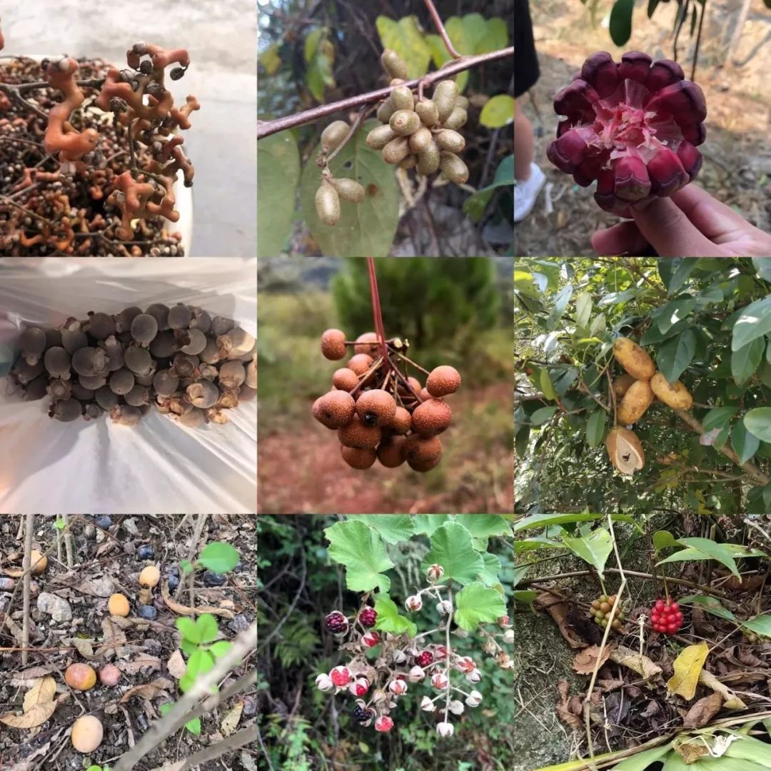 桂林特产野生果,广西桂林冬天山上的野果