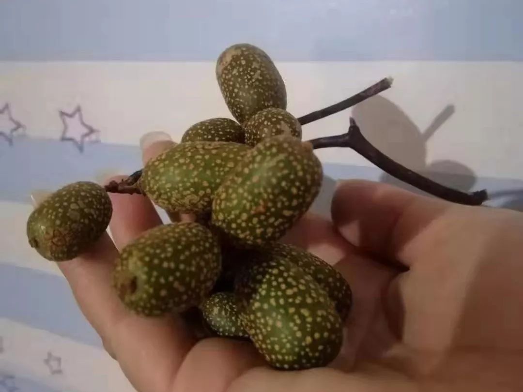 桂林特产野生果,广西桂林冬天山上的野果