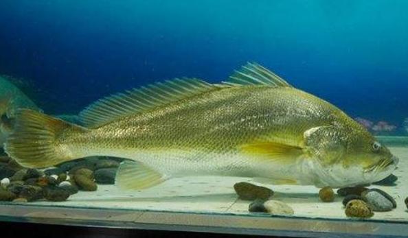 国内最贵的6种食材，家里有矿才吃过，网友：只能远观