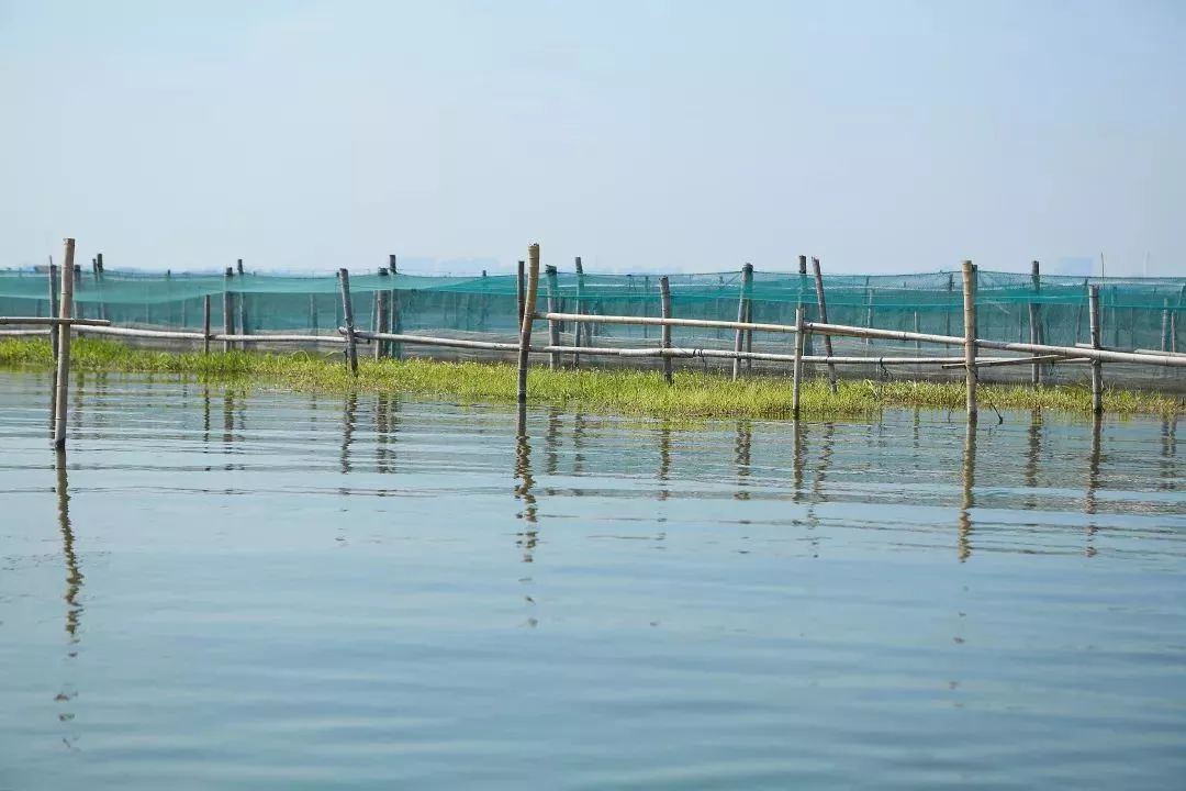 阳澄湖大闸蟹几月份最好吃最美味,吃阳澄湖大闸蟹的快乐季节