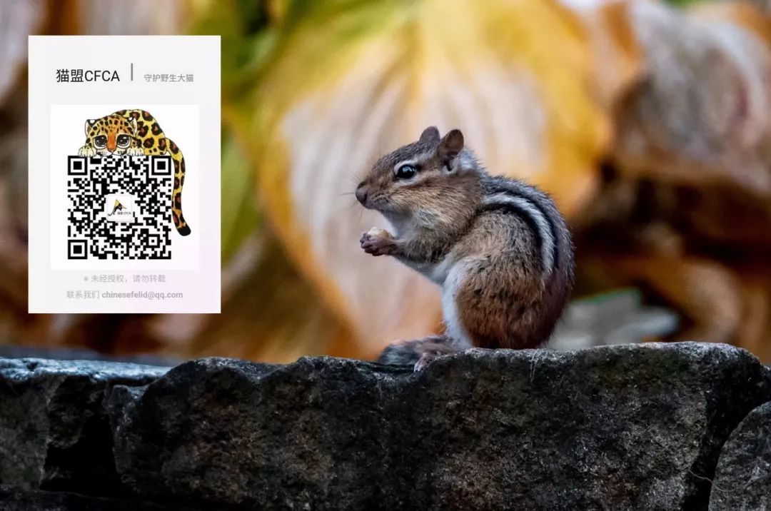 我的野保坑是这样填出来的：打豆豆，就酱