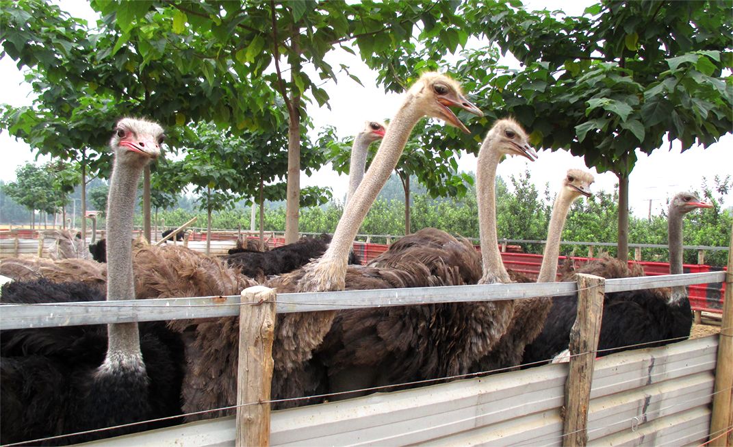 嚟度，可能系顺德桑拿种类最多嘅地方！鸵鸟都唔放过！真够呛