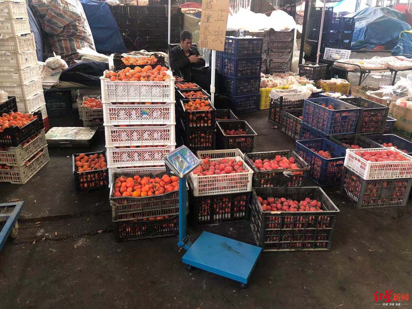 火晶柿子采摘工月薪3万新闻,火晶柿子采摘园