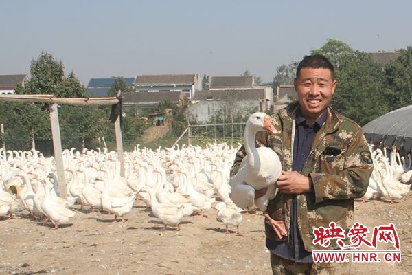 养鹅创业带头人,创业养鹅发家致富