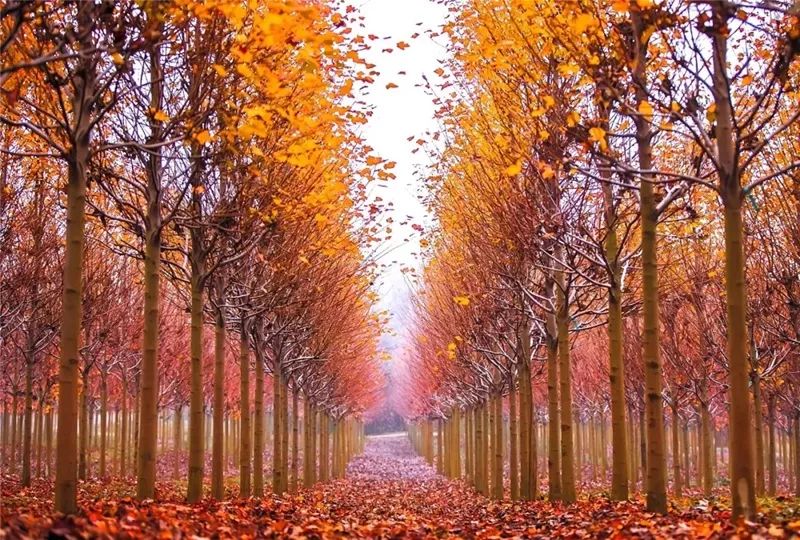 天呐！被南京这些路圈粉！