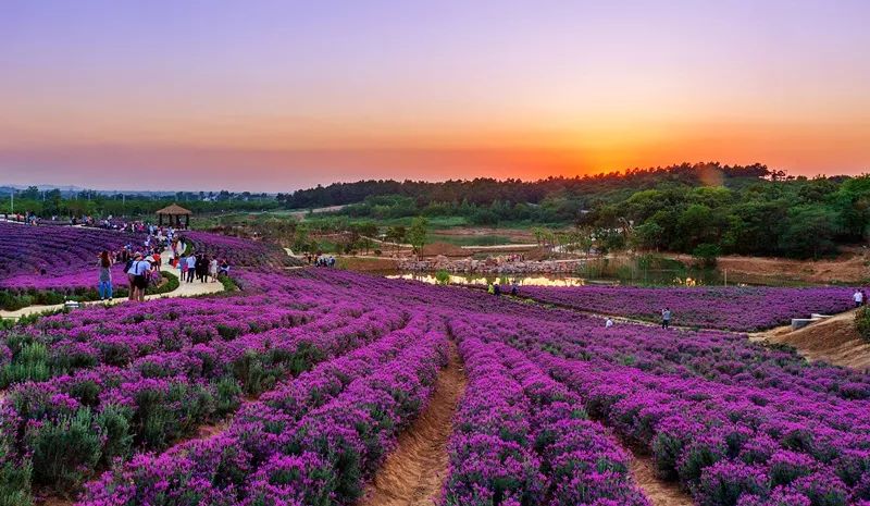 天呐！被南京这些路圈粉！