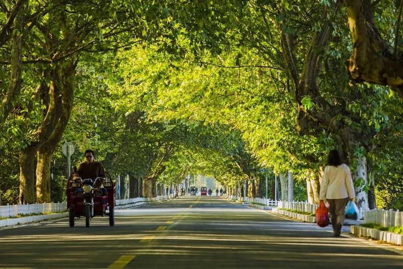 天呐!被南京这些路圈粉!