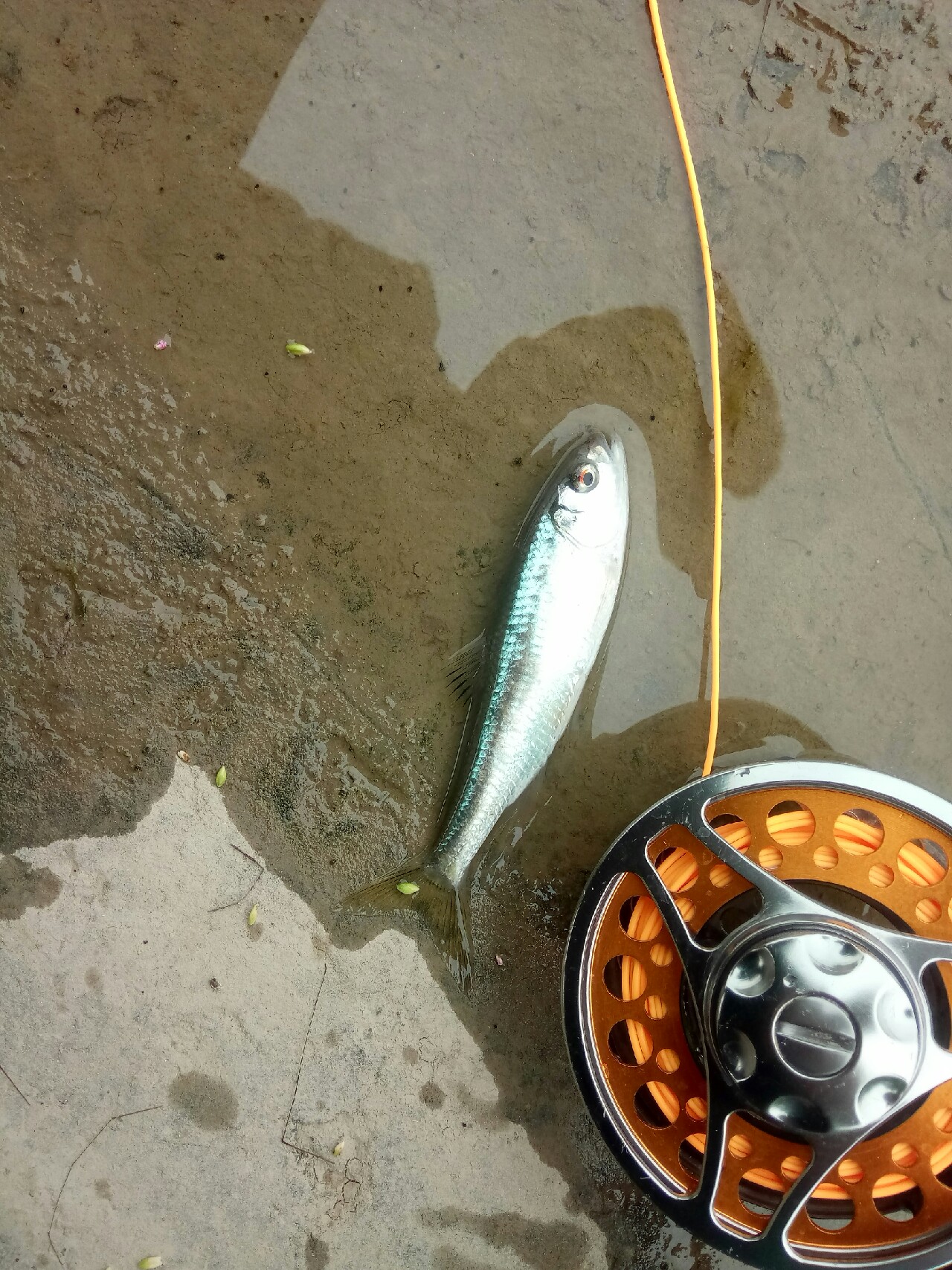 路亚飞蝇钩马口实战,路亚飞蝇钩怎么钓鲤鱼