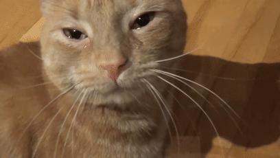 显微镜下的各种眼泪,显微镜下的眼泪原版