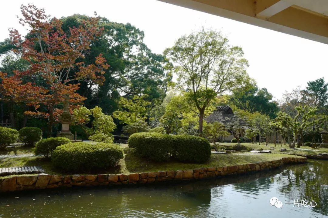 奈良的小鹿,奈良的小鹿最近新消息