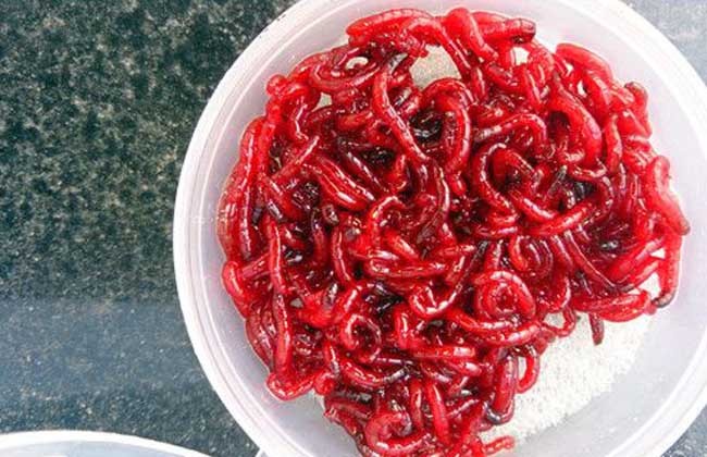 红虫有毒吗？用红虫挂饵应该注意什么？