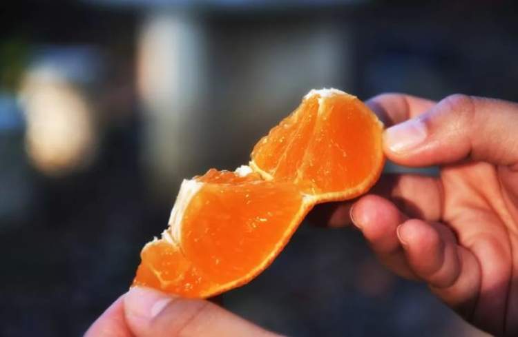 今年崇明的橘子哪里买,崇明岛现在有橘子卖吗