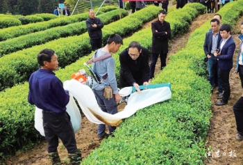 福建省周宁县高山云雾茶,周宁县高山云雾茶