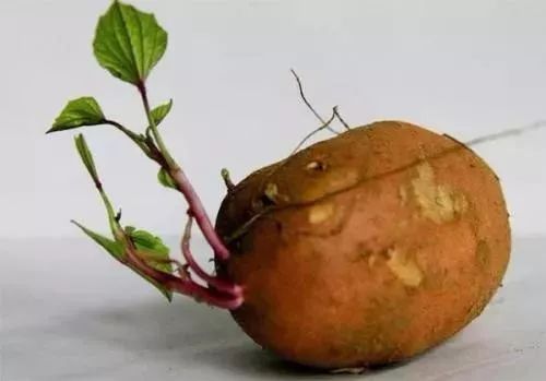 那些发芽的食物还能吃吗,发芽的食物不能吃一文告诉你真相